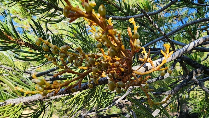 Pinyon Dwarf Mistletoe photo 2
