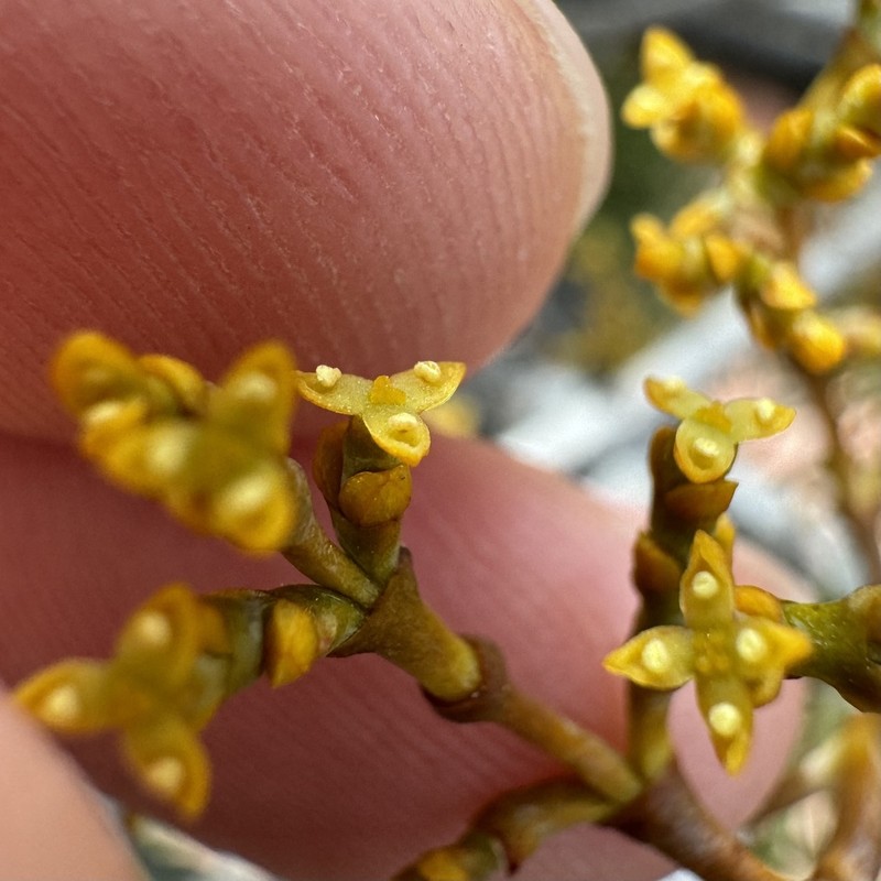 Pinyon Dwarf Mistletoe photo 3