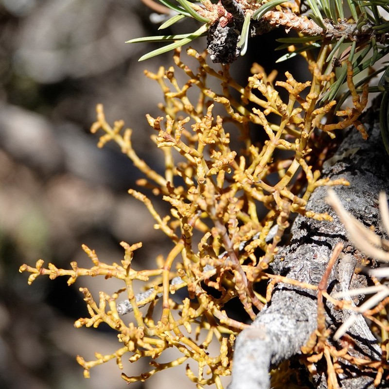 Pinyon Dwarf Mistletoe photo 4