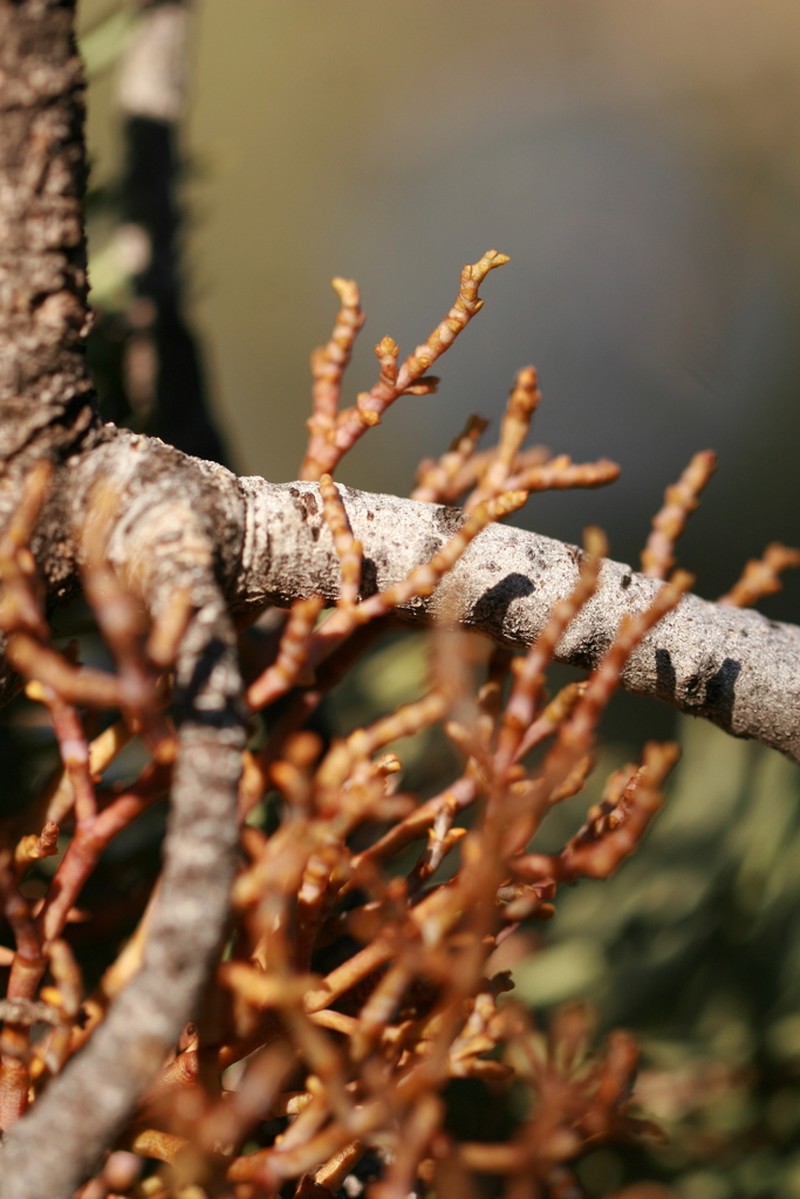 Pinyon Dwarf Mistletoe photo 5
