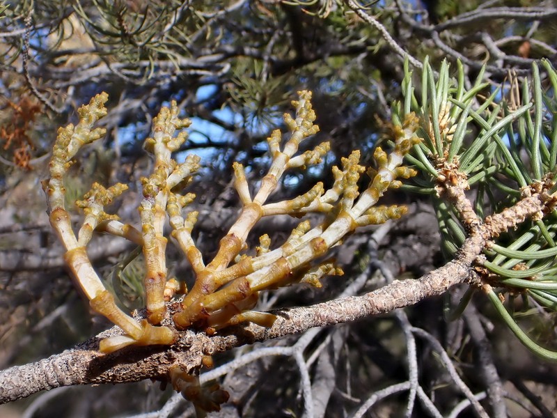 Pinyon Dwarf Mistletoe photo 6