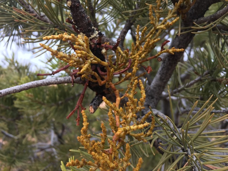 Pinyon Dwarf Mistletoe photo 7