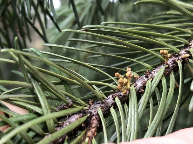 Douglas-Fir Dwarf Mistletoe photo 2