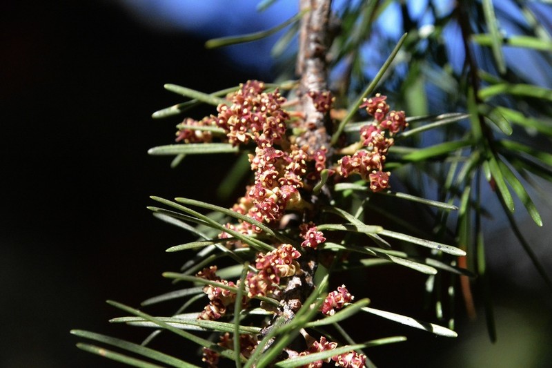 Douglas-Fir Dwarf Mistletoe photo 3