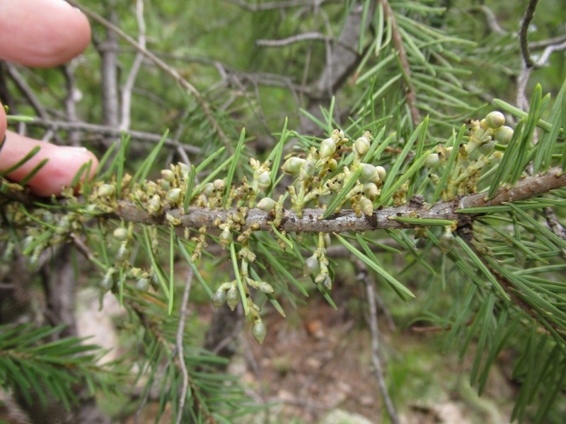 Douglas-Fir Dwarf Mistletoe photo 4