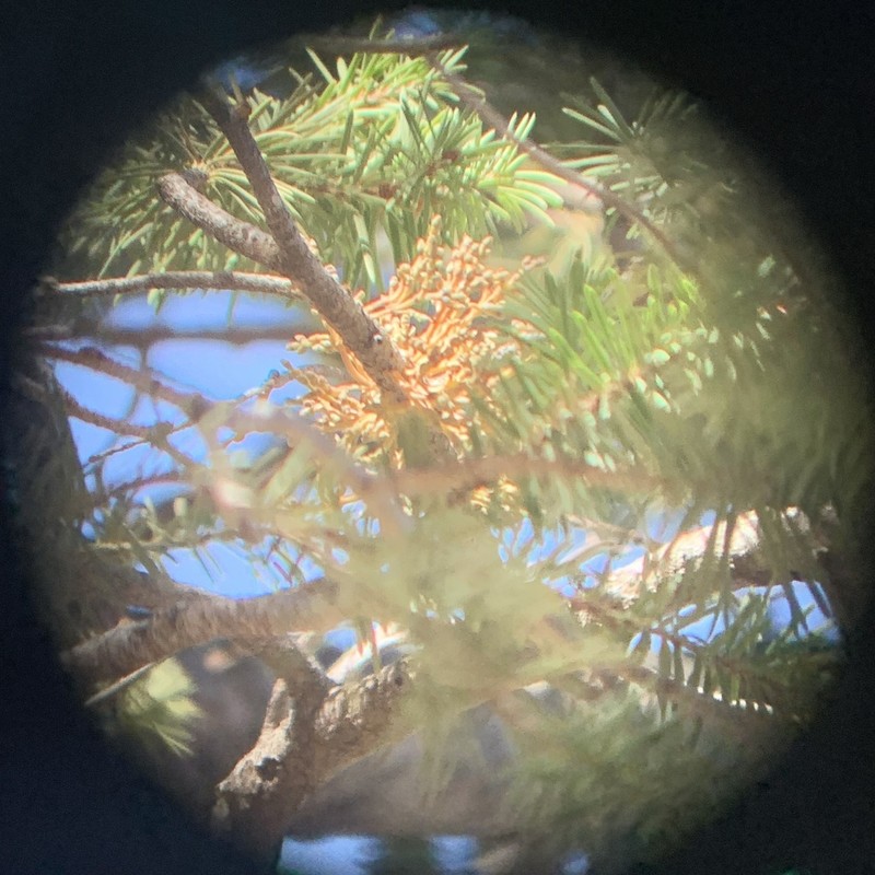 Douglas-Fir Dwarf Mistletoe photo 5