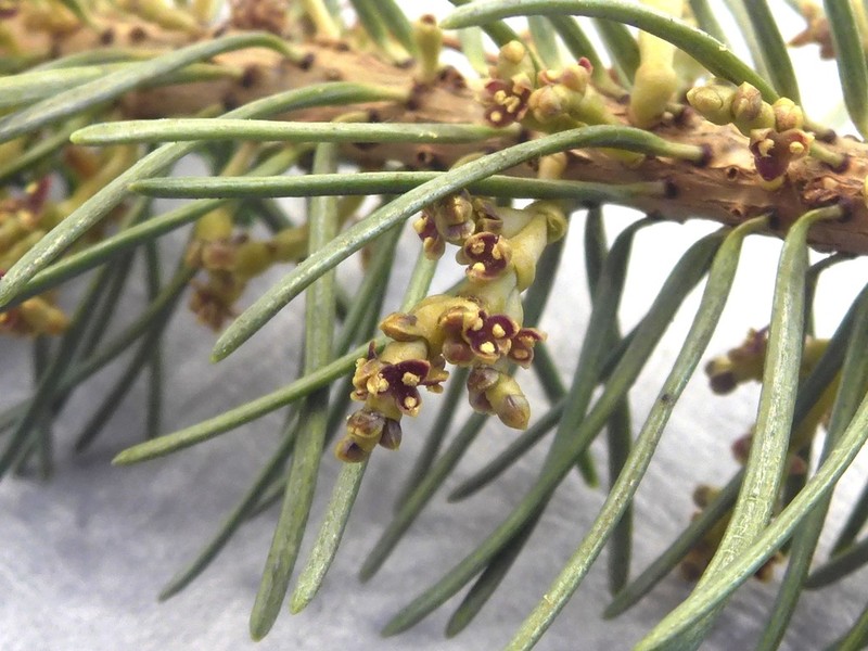 Douglas-Fir Dwarf Mistletoe photo 6