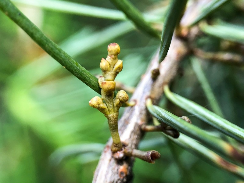 Douglas-Fir Dwarf Mistletoe photo 7