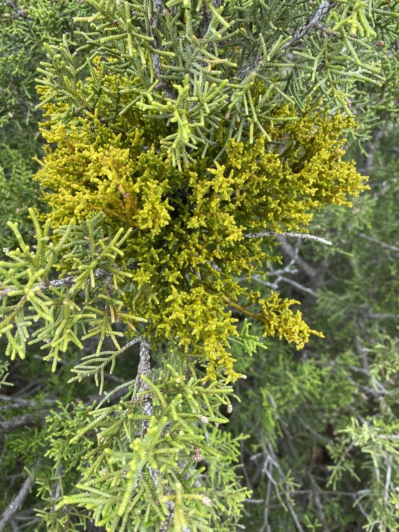 Arceuthobium gambyi