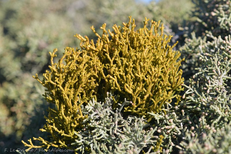 Arceuthobium gambyi photo 2