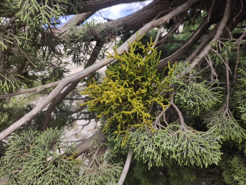 Arceuthobium gambyi photo 3