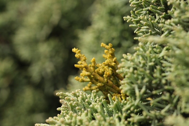 Arceuthobium gambyi photo 4