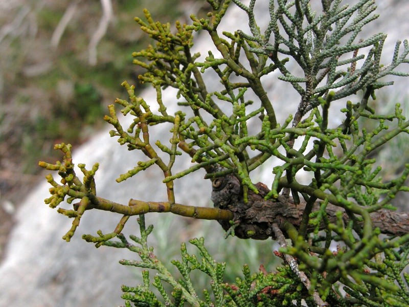 Arceuthobium gambyi photo 5