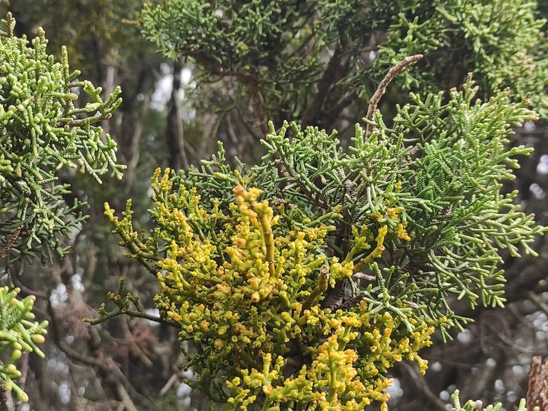 Arceuthobium gambyi photo 6