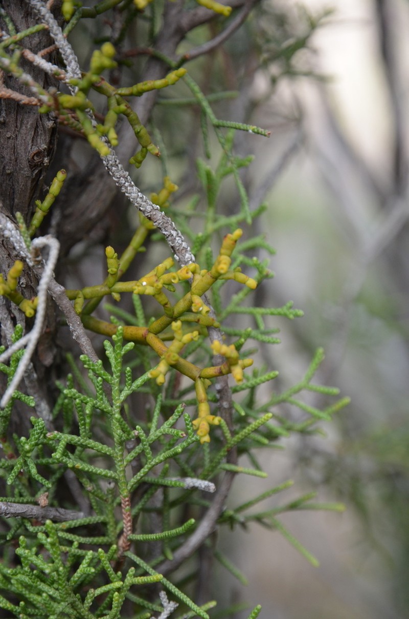 Arceuthobium gambyi photo 7