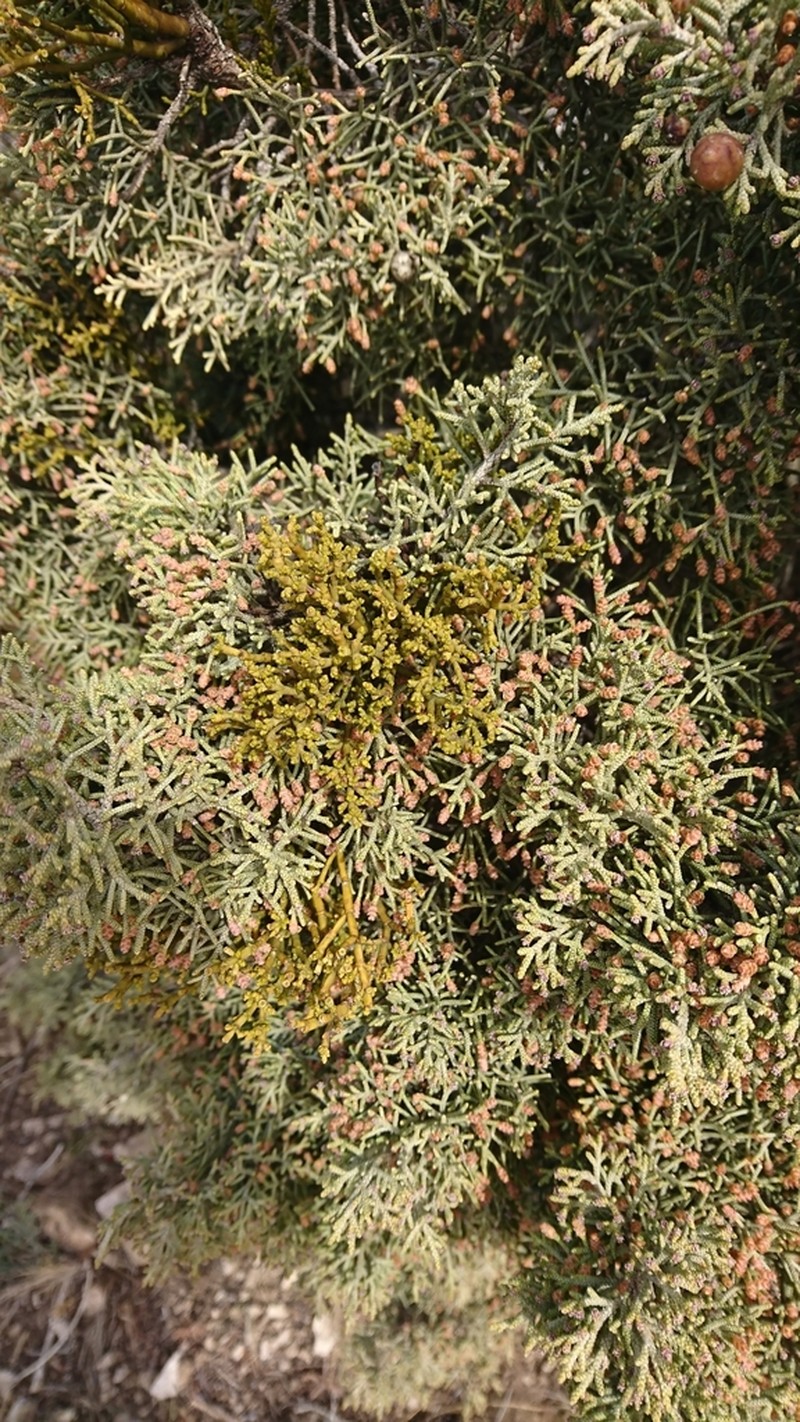 Arceuthobium gambyi photo 8