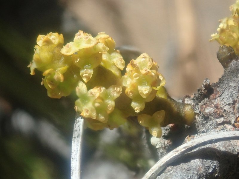 Huachuca Mountain Dwarf Mistletoe