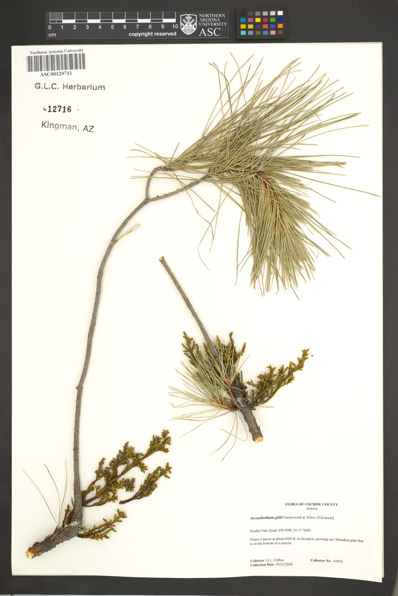 Huachuca Mountain Dwarf Mistletoe photo 2