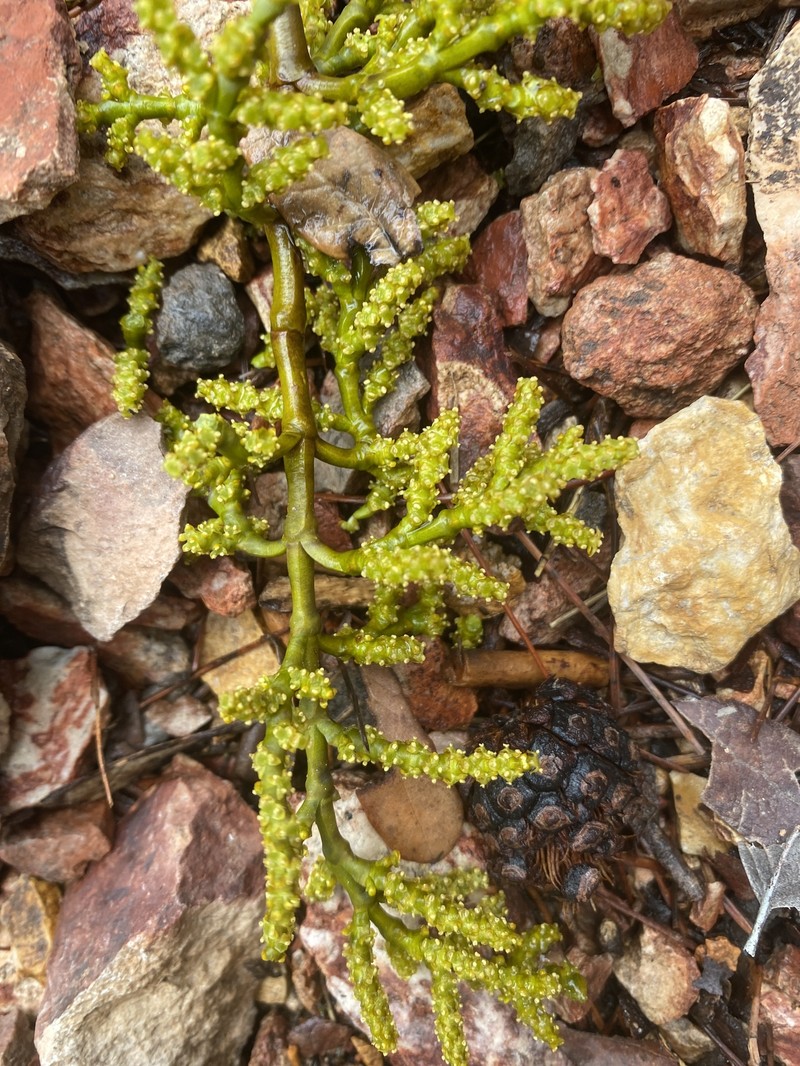 Huachuca Mountain Dwarf Mistletoe photo 4