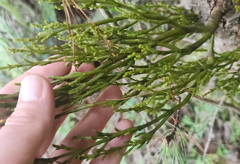 Arceuthobium globosum photo 2