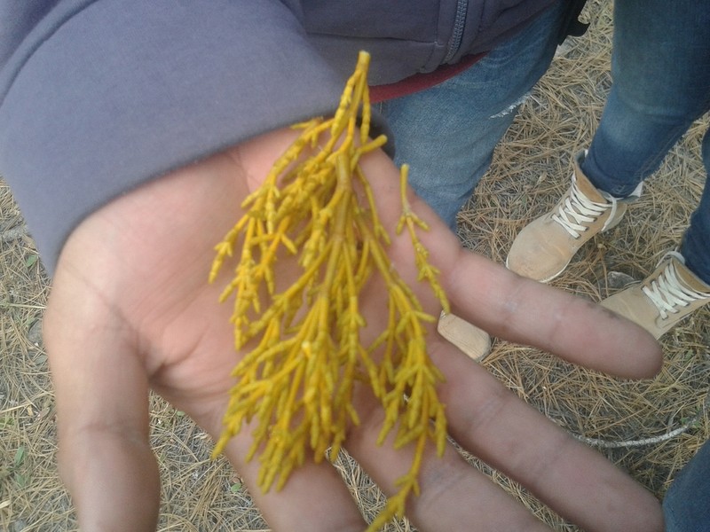 Arceuthobium globosum photo 3