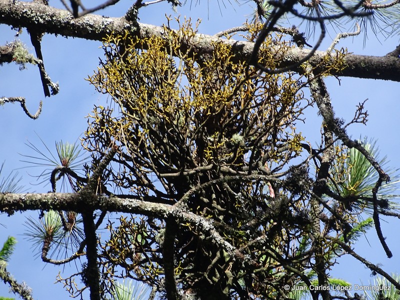Arceuthobium globosum photo 4