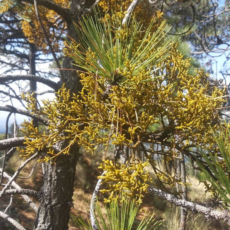 Arceuthobium globosum photo 5