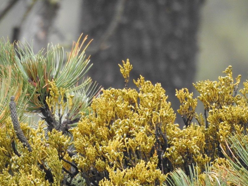 Arceuthobium globosum photo 6