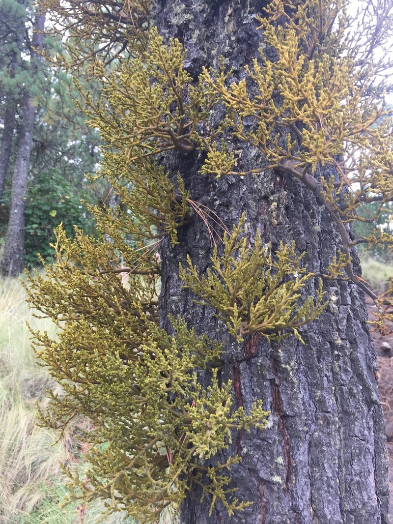Arceuthobium globosum photo 7