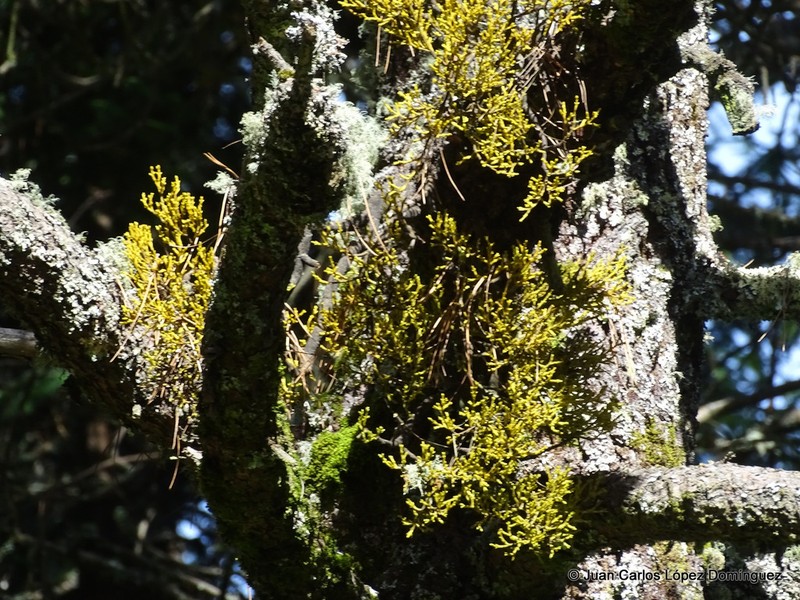 Arceuthobium globosum photo 8