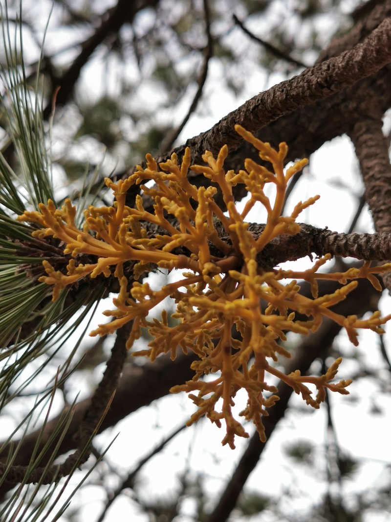 Arceuthobium globosum subsp. globosum