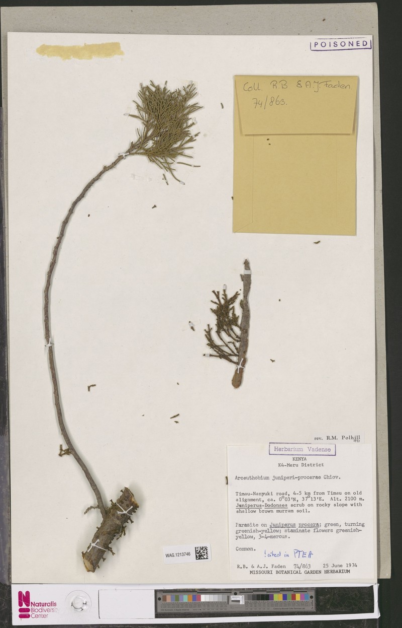 Arceuthobium juniperi-procerae