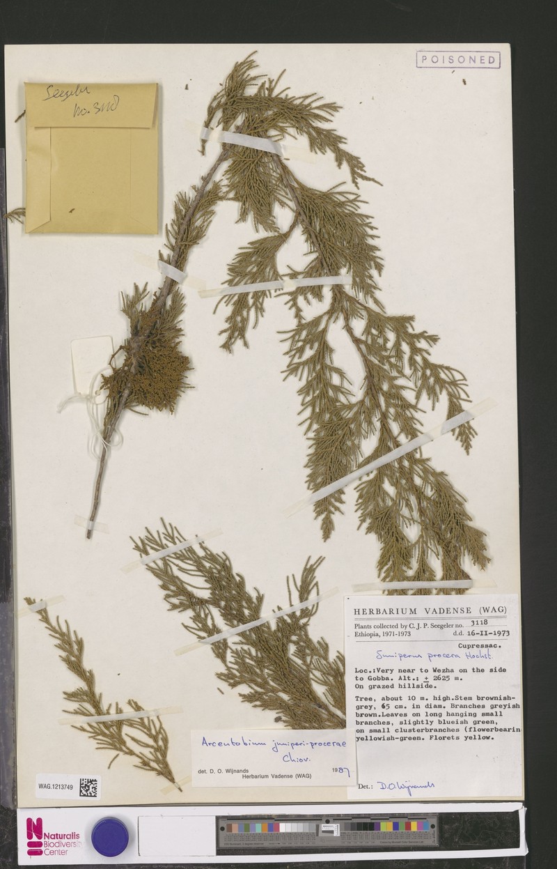 Arceuthobium juniperi-procerae photo 2