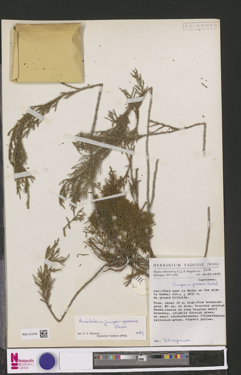 Arceuthobium juniperi-procerae photo 3