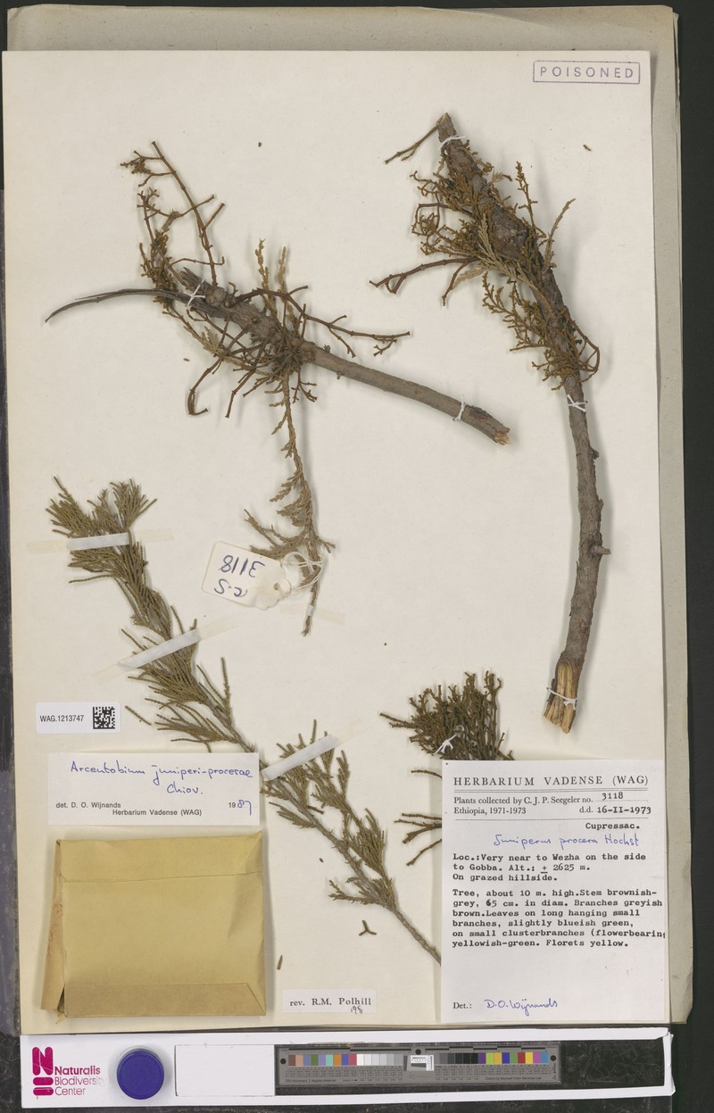 Arceuthobium juniperi-procerae photo 4