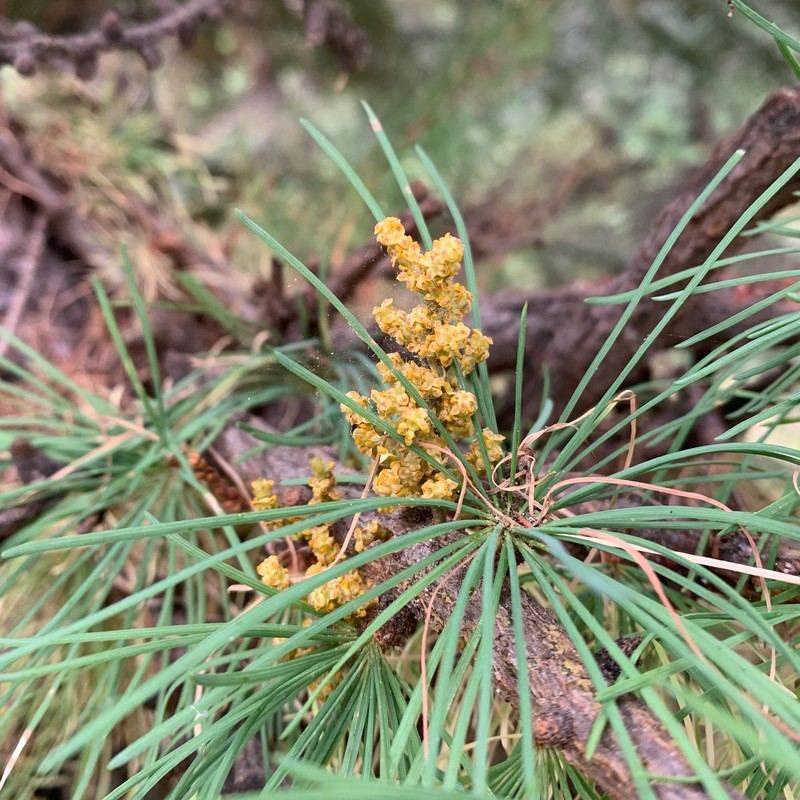 Arceuthobium laricis photo 2