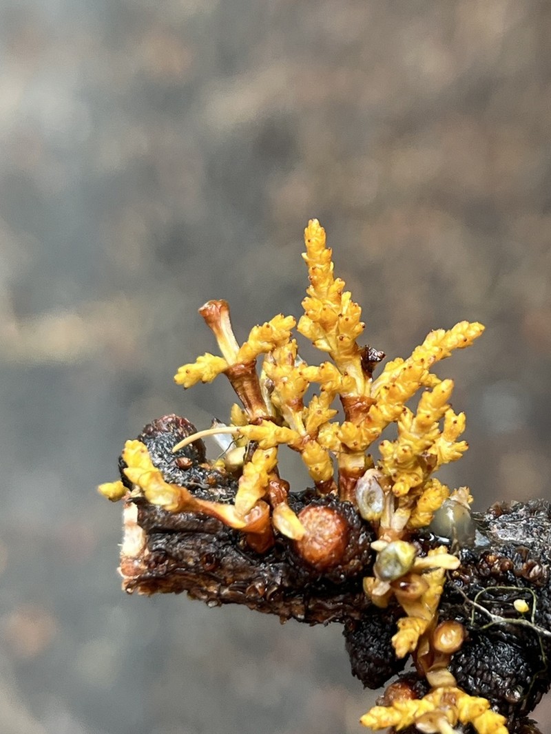 Arceuthobium laricis photo 3