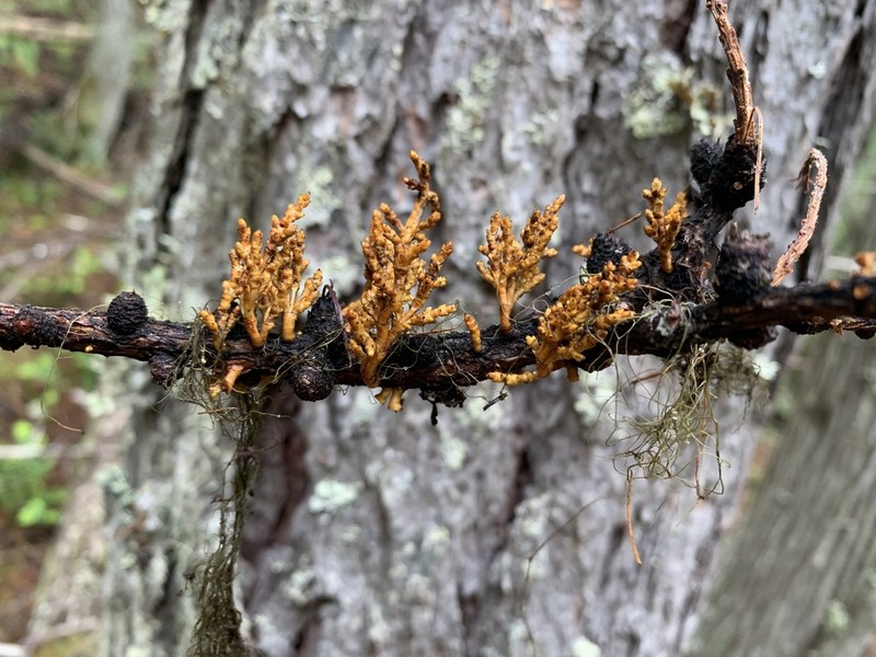 Arceuthobium laricis photo 5