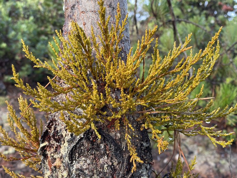 Coastal Dwarf Mistletoe