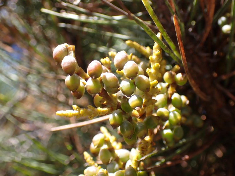 Coastal Dwarf Mistletoe photo 2