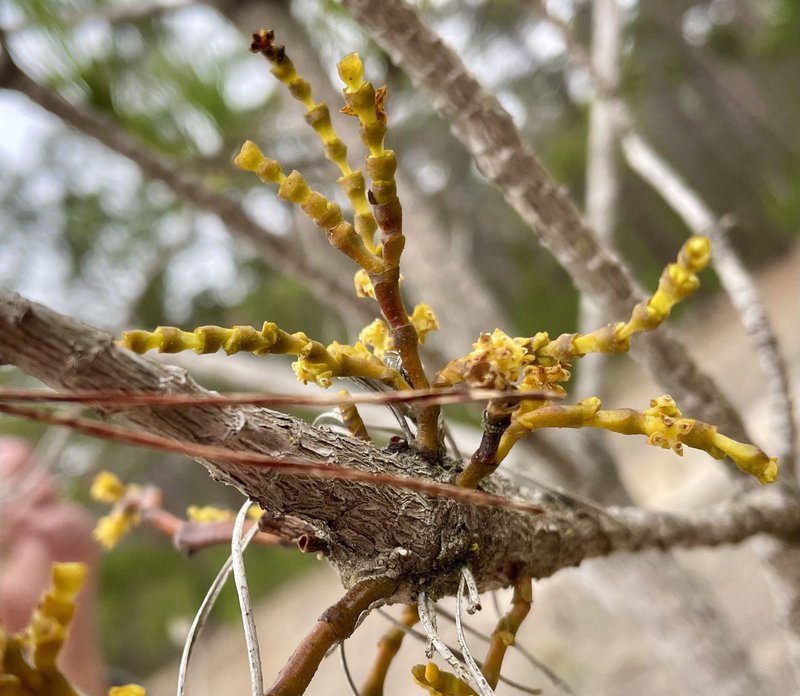 Coastal Dwarf Mistletoe photo 3
