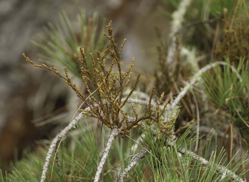Coastal Dwarf Mistletoe photo 4