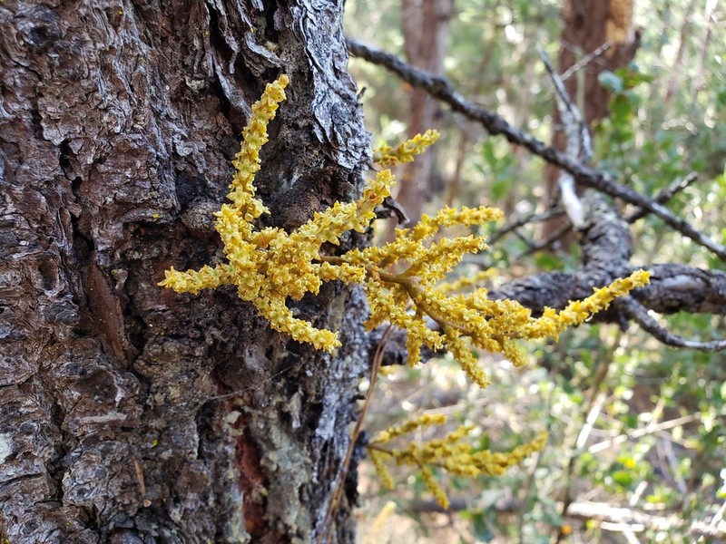 Coastal Dwarf Mistletoe photo 5