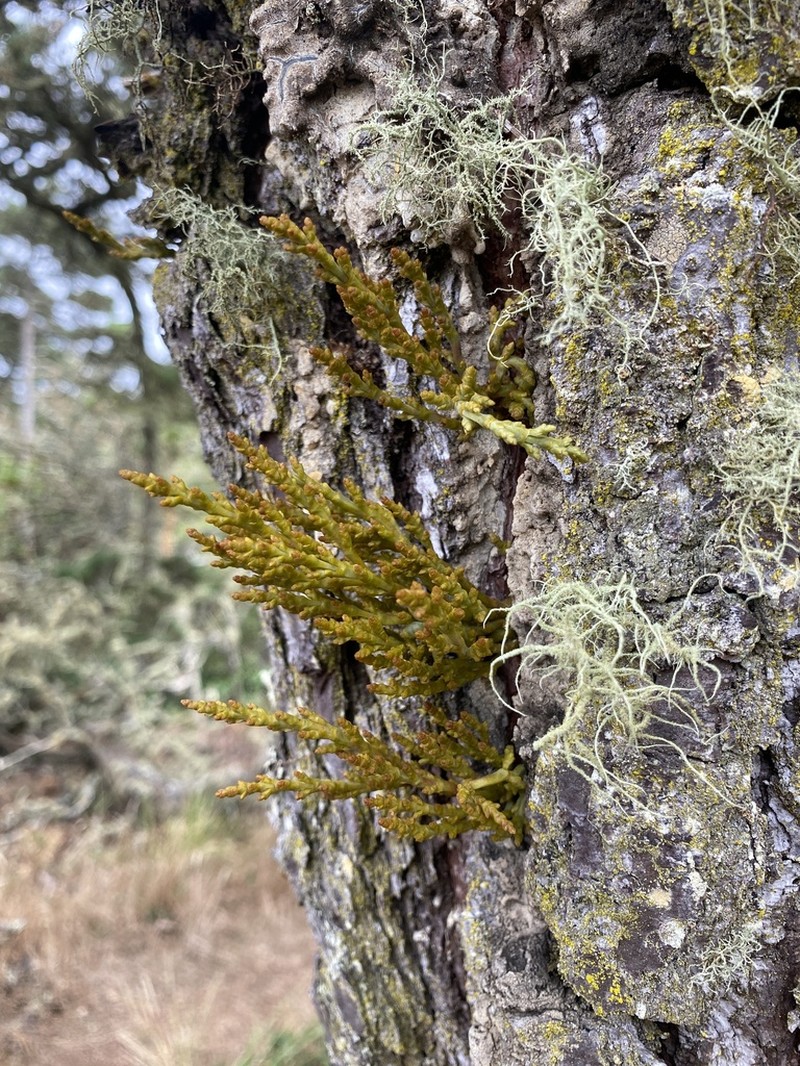 Coastal Dwarf Mistletoe photo 6