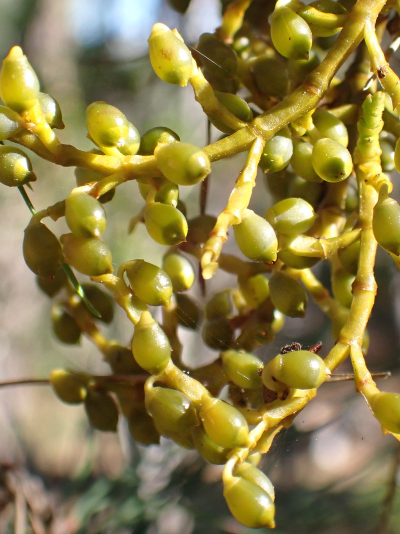 Coastal Dwarf Mistletoe photo 7