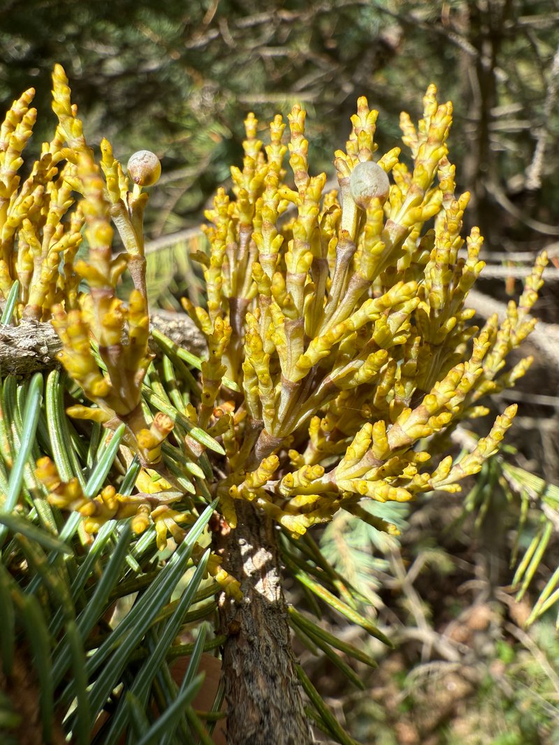Western Spruce Dwarf Mistletoe
