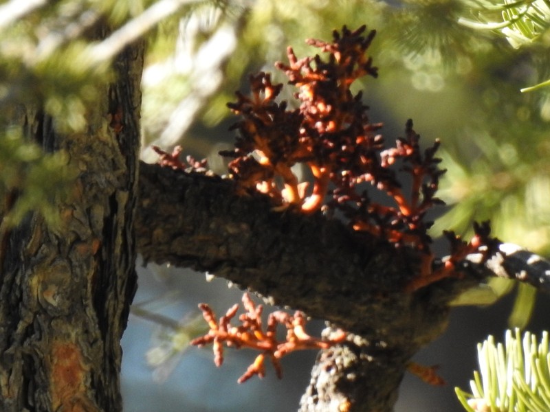Western Spruce Dwarf Mistletoe photo 2