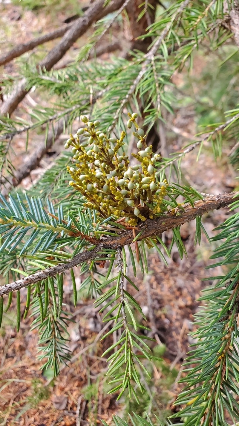 Western Spruce Dwarf Mistletoe photo 3