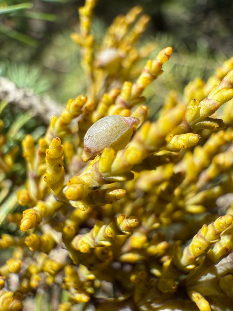 Western Spruce Dwarf Mistletoe photo 4