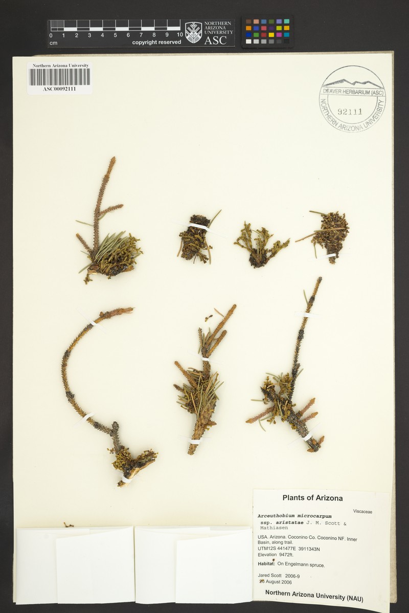 Arceuthobium microcarpum subsp. aristatae